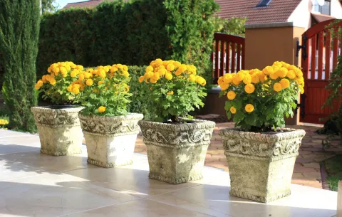 Blickfang Kübelpflanze: So setzt du deine Terrasse perfekt in Szene